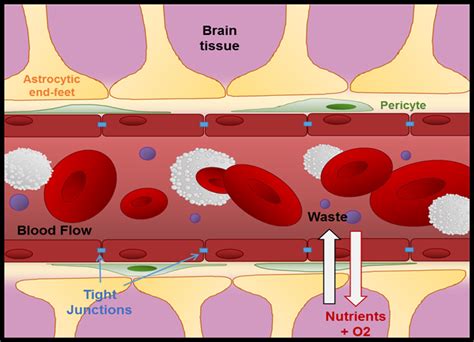 Schematicbbb Brainbarriers4you