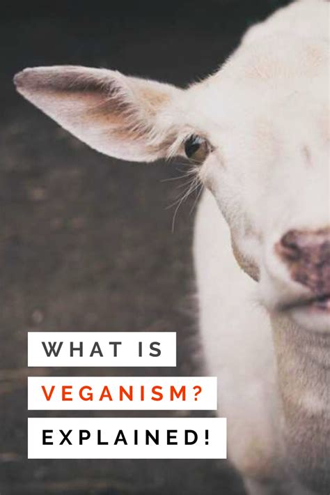 What Is Veganism Anyway Guide To Understanding The Lifestyle Vegan