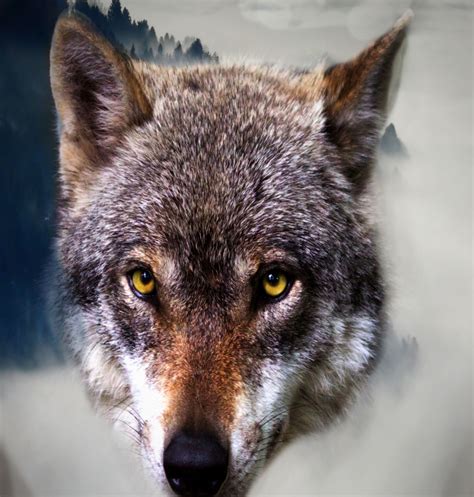 Wolf Free Stock Photo Public Domain Pictures