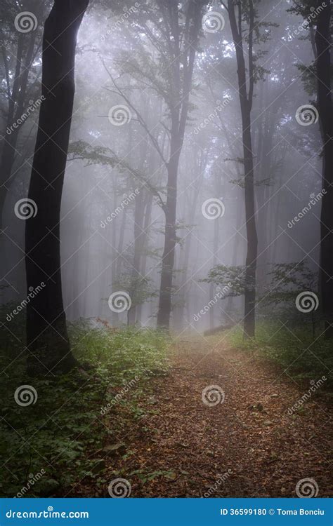 Foggy Mystic Forest Trail Stock Photo Image Of Park 36599180