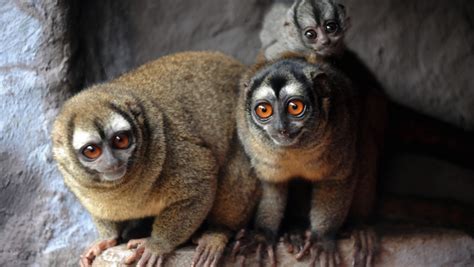 Peruvian Night Monkey Facts Profile Adaptations Primates Park