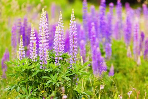 Thicket Of Purple Lupine Flowers On The Meadow Stock Image Image Of