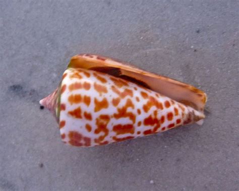 Live Alphabet Cone Sanibel Island Sanibel Island Shells Sea Shells