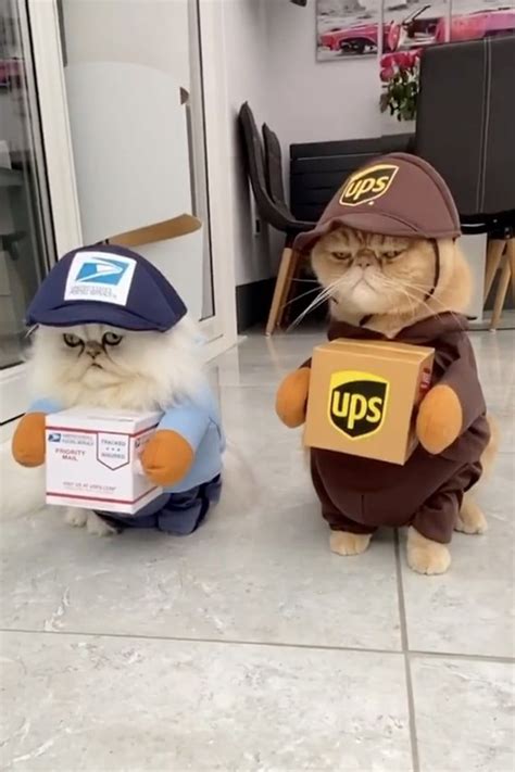 I Cant Deal With The Deadpan Expressions On These 2 Cats Dressed As