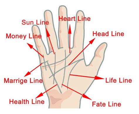 Which Line Of Your Indicates What Palmistry Basics