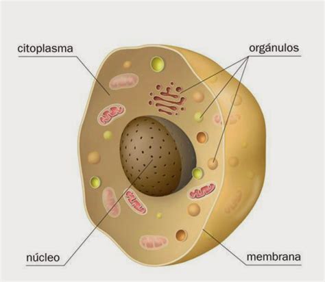 La célula Partes de la célula