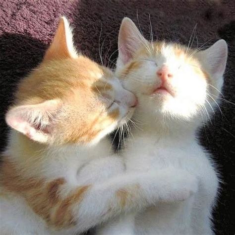 Cat Kiss Cat Kiss Celine Q Flickr