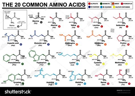 The 20 Common Amino Acids Chemistry Lessons Study Chemistry