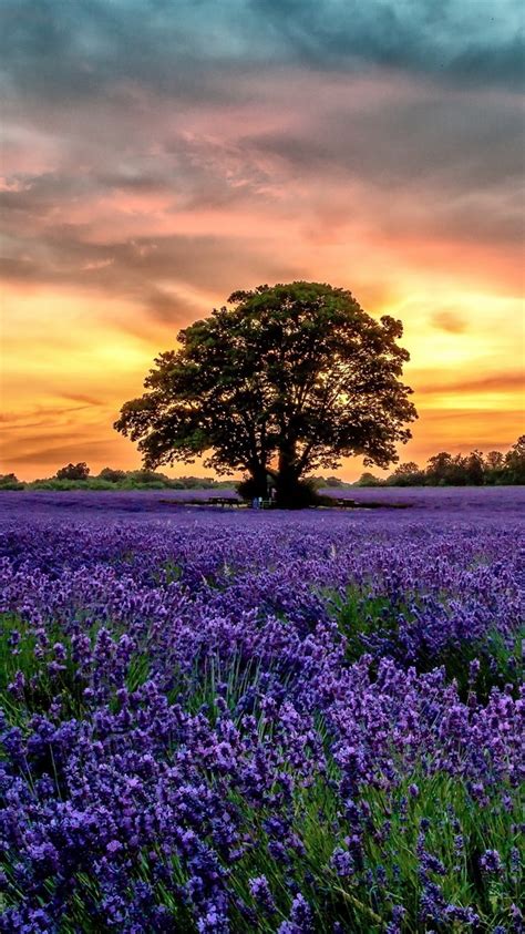 Purple Lavender Fields Scenery Sunset Flowers 750x1334 Iphone 876