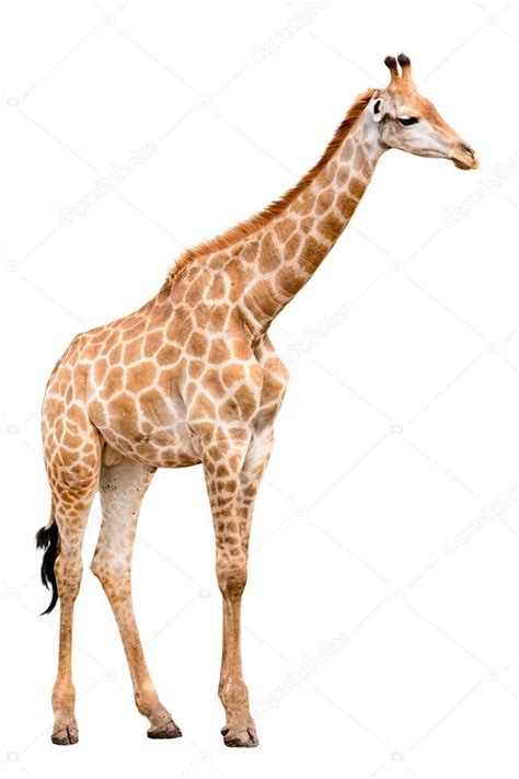 Top 99 Imagen Giraffe White Background Vn