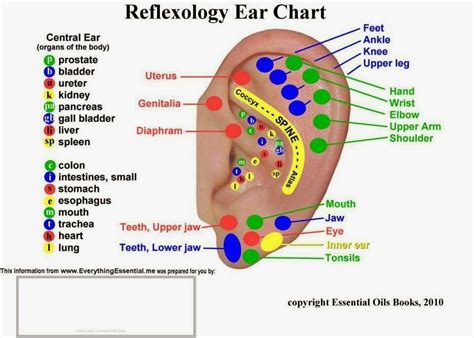 Ear Reflexology Ear Reflexology Reflexology Chart Hand Reflexology