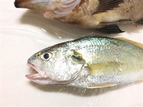 Download つづちゃん今日ドコ行こ うまうまアジ イシモチ メバル Images For Free