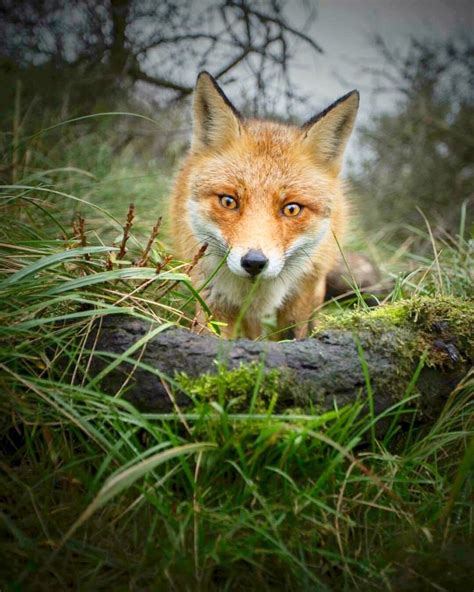 Pin By Jared Schnabl On Foxes Fox Art Fox Animals Wild