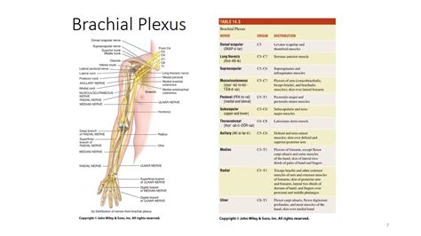 Innervation Of The Upper Limb And The Brachial Plexus Youtube