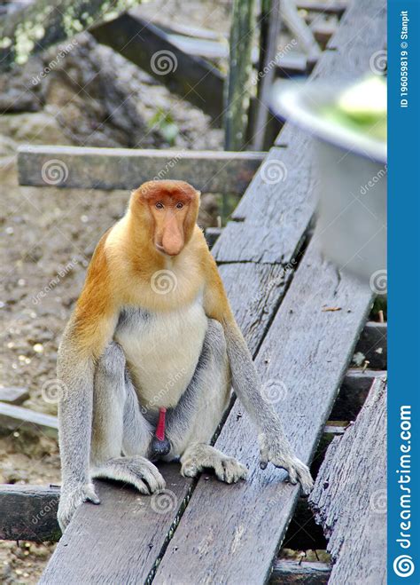 Proboscis Monkeys Endemic Of Borneo Island In Malaysia Stock Image