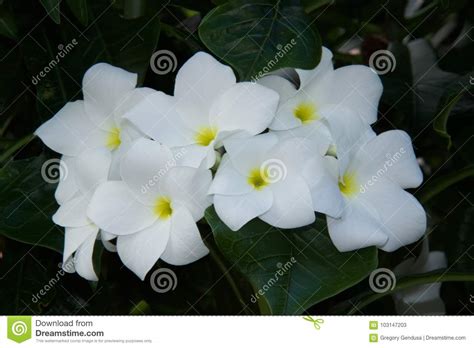 Inviare fiori bianchi è sempre la scelta giusta ! Fiori Bianchi Con Centro Giallo