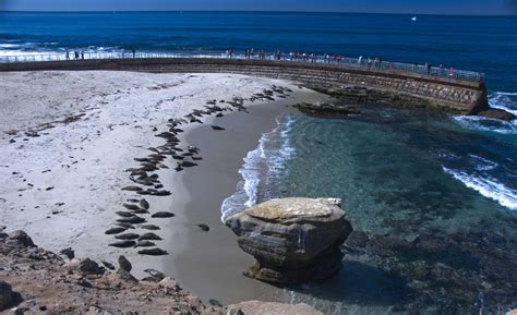 Children's pool beach is ranked #12 out of 21 things to do in san diego. Hearing Set For La Jolla Children's Pool Rope Barrier | KPBS