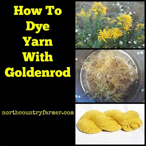 Beetroot yarn naturally dyed with cochineal and indigo. How To Dye Yarn With Goldenrod - North Country Farmer