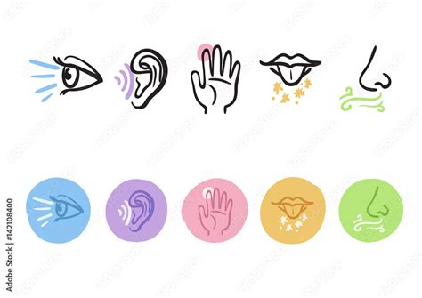 Hand Drawn Icons Representing The Five Senses Stock Vector Adobe Stock