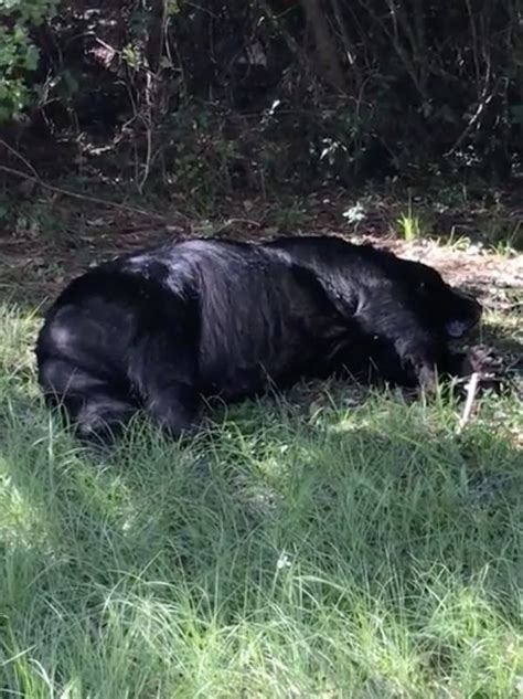 Black Bear Found Dead In Navarre Residents Backyard