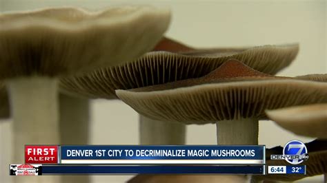 Denver Is First City To Decriminalize Magic Mushrooms Youtube