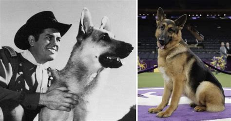 German shepherd dog breeders in il? 10 famous German shepherd whose legacies still live on
