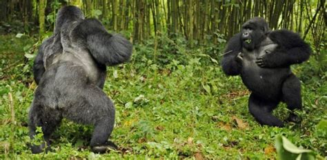 Are Gorillas Aggressive Gorillas Explained 2023 Laba Africa