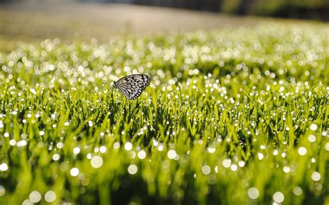 Butterfly On Grass Wallpaper