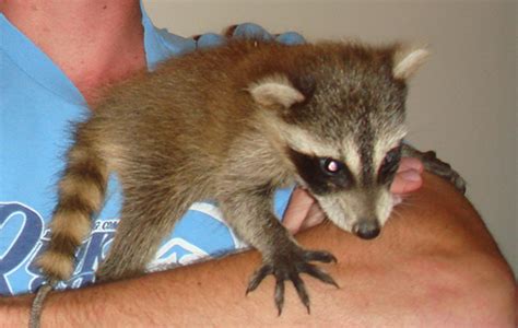 My answer is always, in a word, no. raccoons are wild animals, and many people don't realize it's unethical and illegal to. Do raccoons make good pets?