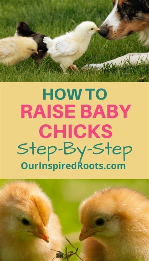 Raising Baby Chicks How To Keep Them Healthy Naturally How To Raise Baby Chicks Baby Chicks