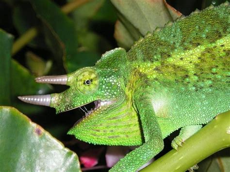 Chov A Starostlivosť O Chameleóny Chovatelahospodarsk