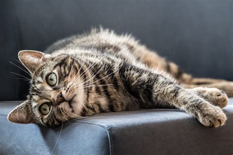 Tigna Del Gatto Trasmissione Sintomi Diagnosi E Cura Il Mio Gatto