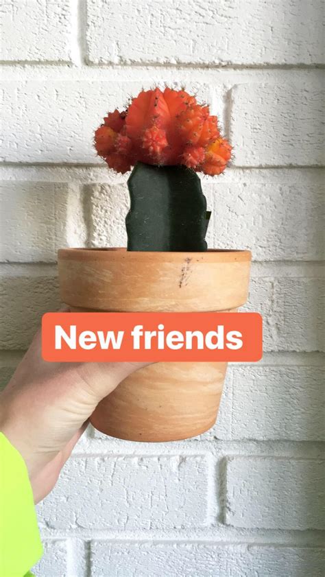 Why not to plant one of blooming cacti at home? Realistically, how long will my pretty moon cactus live ...