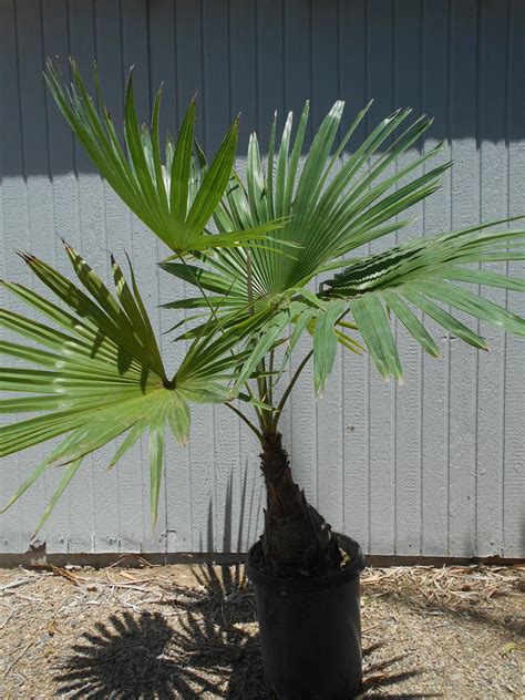 Trachycarpus Latisectus In 7 Gallon For Sale Palmtalk