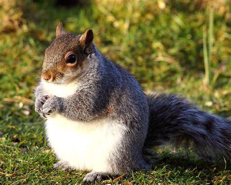 Squirrels Are Getting Fatter Than Usual Because Of Warmest