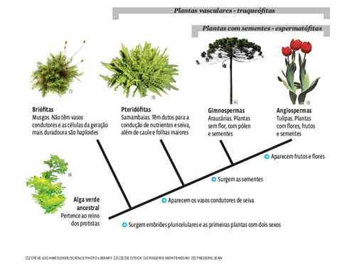 árvore Filogenética Das Plantas