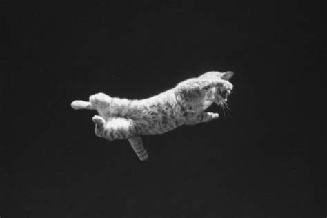 The Falling Cat Phenomenon How Nasa Trained Astronauts For Zero