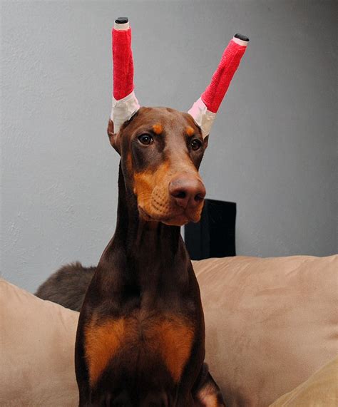 Do Dobermans Ears Stand Up Naturally