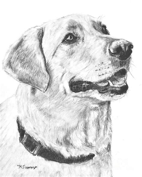 Charcoal Drawing Yellow Lab In Profile By Kate Sumners Pencil