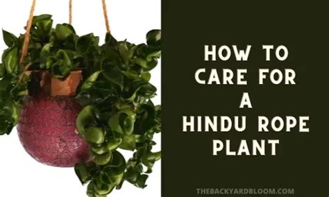 Hoya Carnosa Compacta Hindu Rope Plant Care Guide