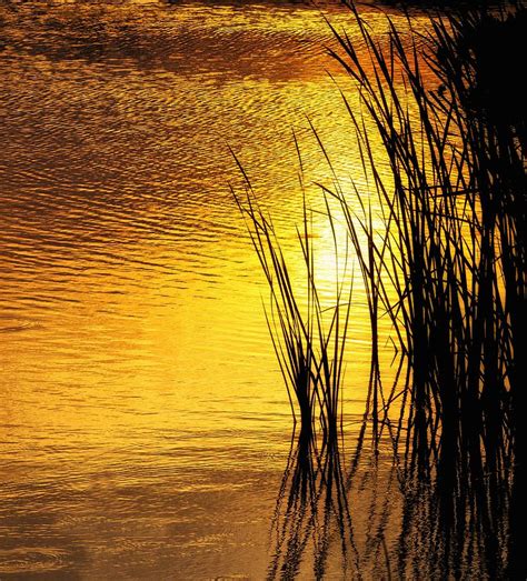 Reeds At Sunset Photograph By Nancie Rowan Fine Art America