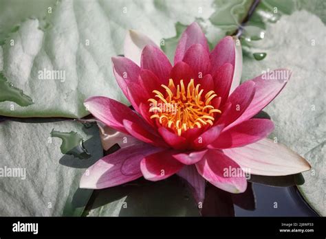 Red Water Lily Flower And Leaves With Water On Them Top View Stock