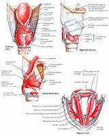 Photos of Intrinsic Core Muscles