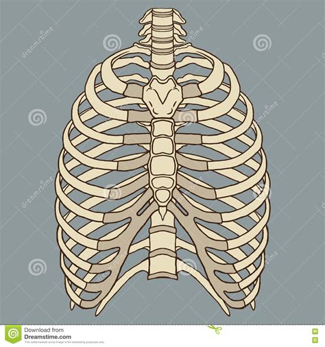 Review the anatomical characteristics of the rib and ribcage in this interactive tutorial and test your knowledge in the quiz. Human Rib Cage Anatomy Vector Stock Vector - Illustration ...