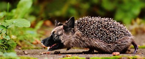 This includes worms, slugs, beetles, earwigs. Can hedgehogs eat dry dog food - Known Pets