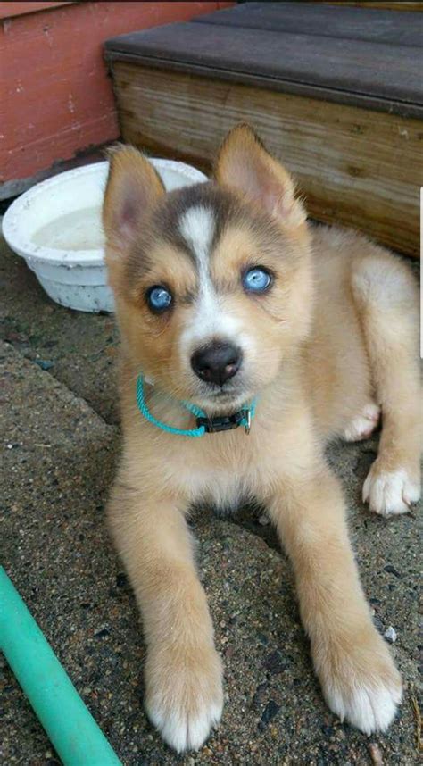 Siberian Husky/German Shepherd : rarepuppers