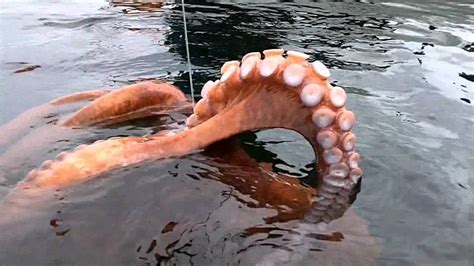Amazing Giant Octopus Catching Skill Underwater How The Fishermen