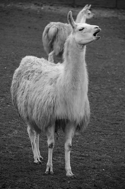 Yawning Llama Flickr Photo Sharing