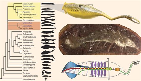 Paleontologists Solve Mystery Of ‘tully Monster Paleontology Sci