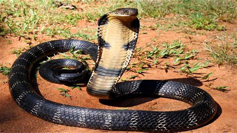 King Cobra Facts For Kids Fun Facts About Kind Cobras For Kids Youtube
